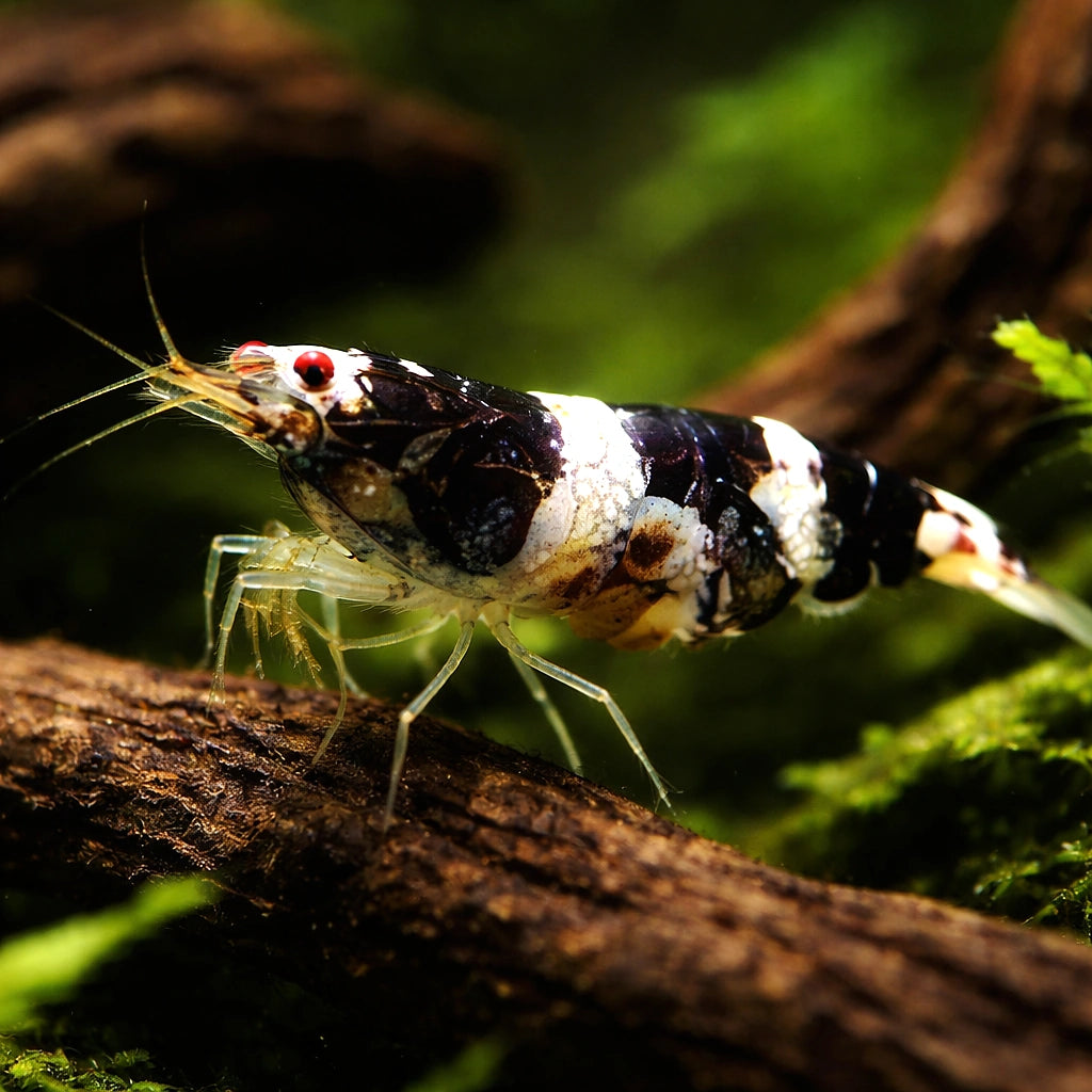 Paracaridina sp. Princess bee — tropical fish for sale UK — AI hero driftwood view