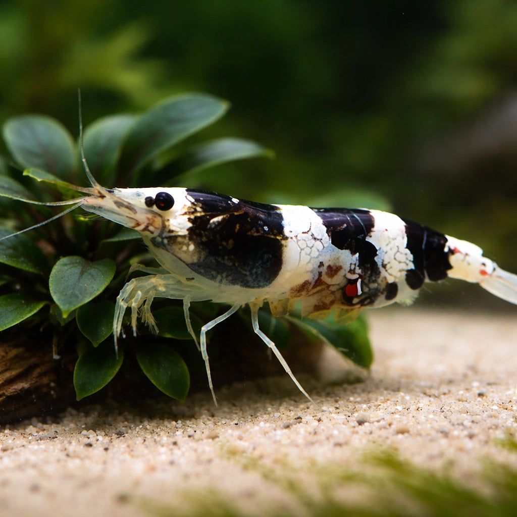 Paracaridina sp. Princess bee — tropical fish for sale UK — AI scale plant view