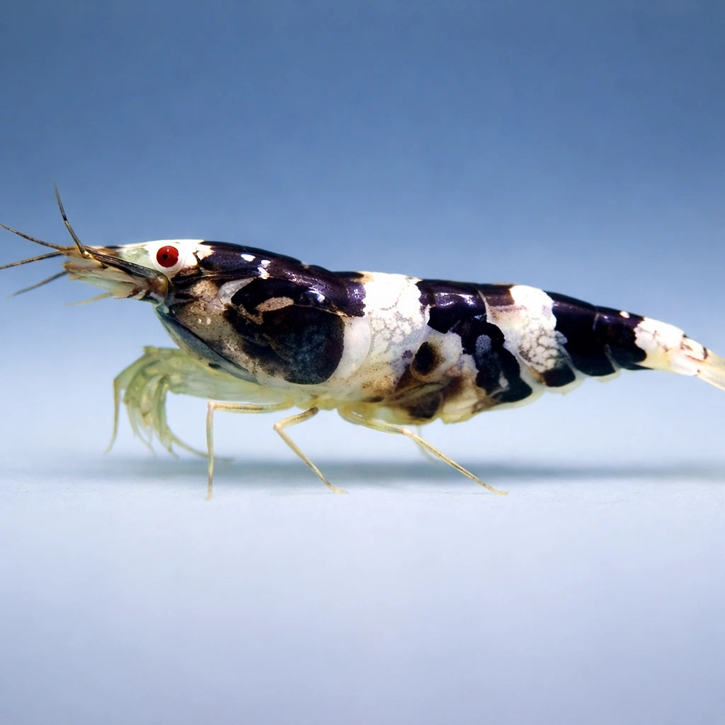 Paracaridina sp. Princess bee — tropical fish for sale UK — AI side clean view