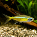 X Yellow Neon Tetras — South American Tetra for sale UK — AI natural aquarium view