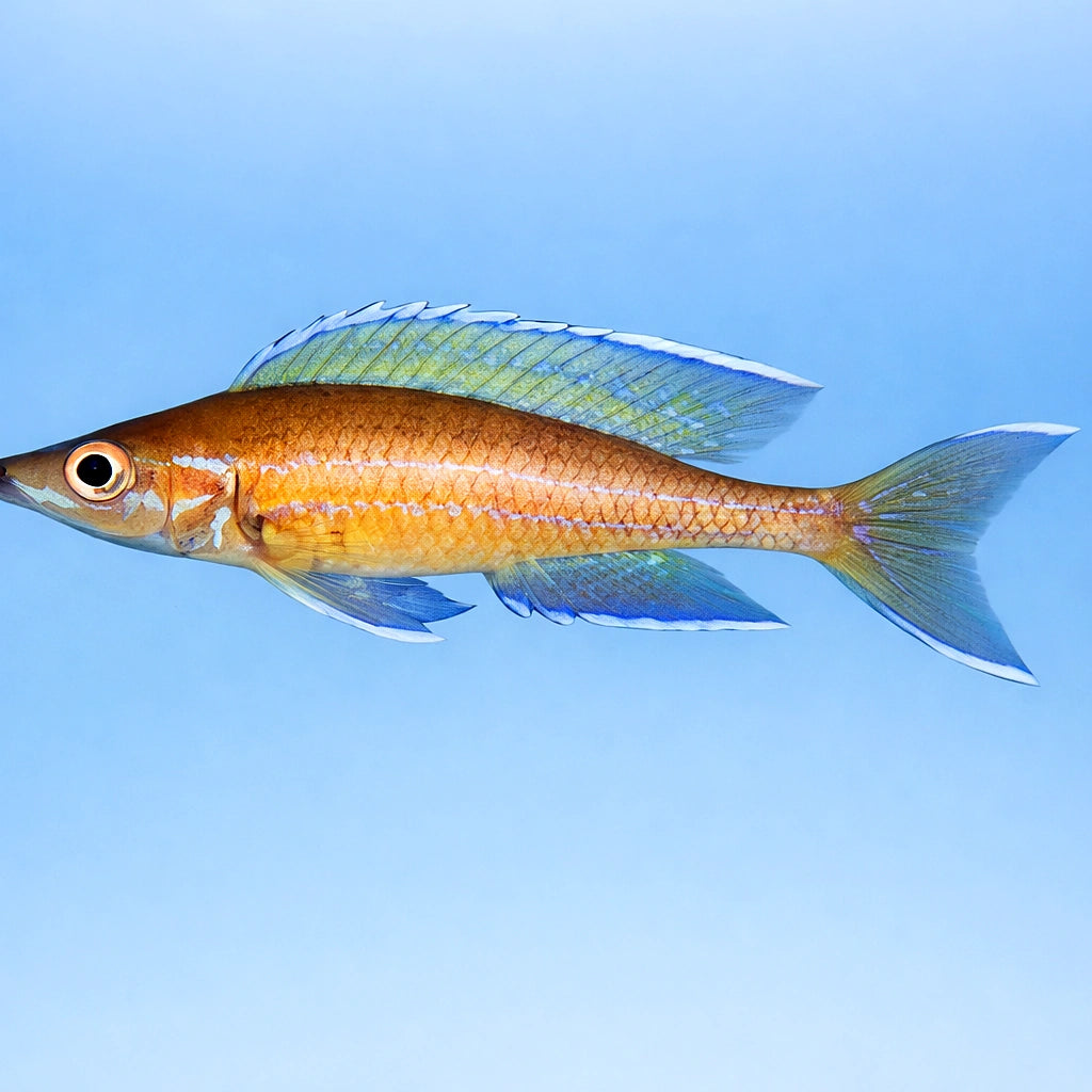 Paracyprichromis blue neon S — tropical fish for sale UK — AI side clean view