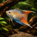Paradise Gourami — Labyrinth Fish &amp; Gouramis for sale UK — AI hero driftwood view