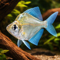 Parambanssis pulcinella 6,5 - 7, — tropical fish for sale UK — AI hero driftwood view