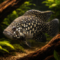Paratilapia blekkeri 3 - — tropical fish for sale UK — AI hero driftwood view
