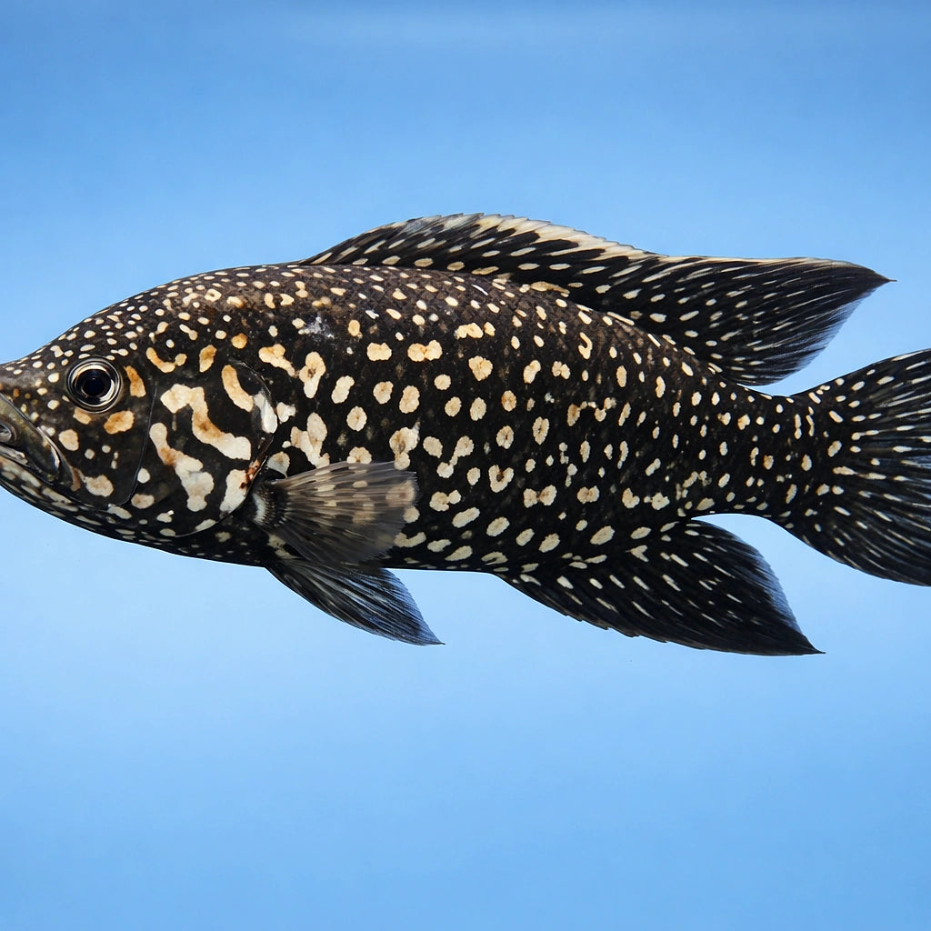 Paratilapia blekkeri 3 - — tropical fish for sale UK — AI side clean view