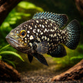 Paratilapia polleni 4 - — tropical fish for sale UK — AI hero driftwood view
