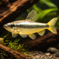 Parvus — tropical fish for sale UK — AI hero driftwood view