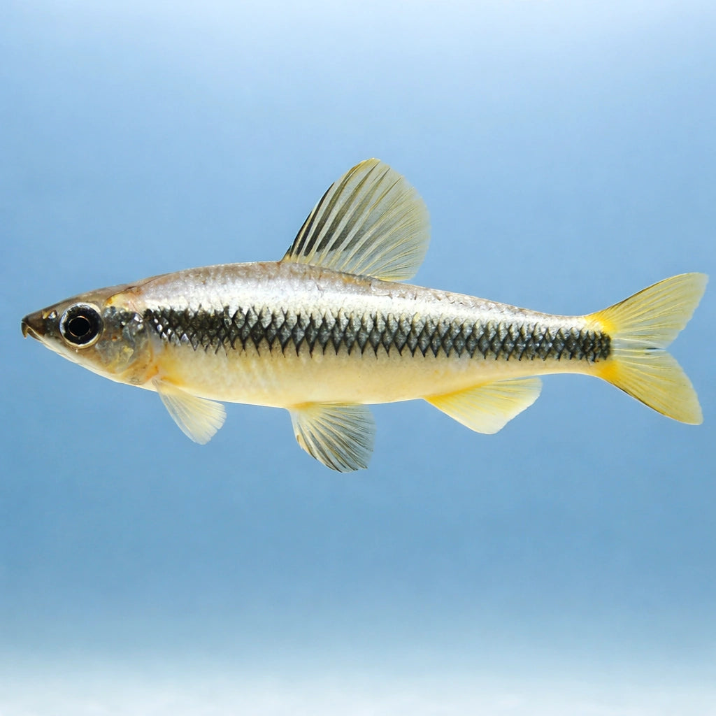 Parvus — tropical fish for sale UK — AI side clean view