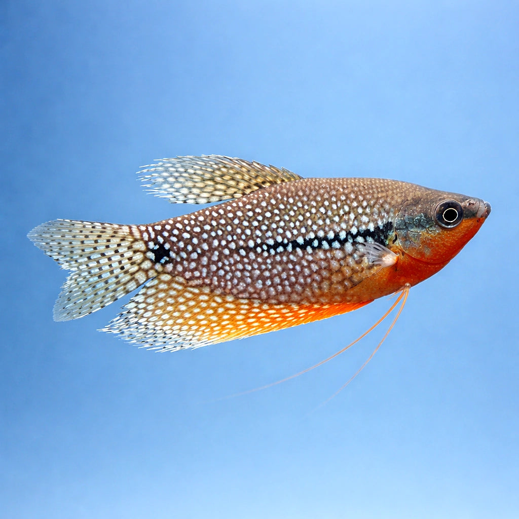 Pearl Gourami — Labyrinth Fish &amp; Gouramis for sale UK — AI side clean view