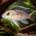 Pearl-Lined Lamprologus, Fourspined — tropical fish for sale UK — AI hero driftwood view