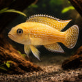Pearl-Lined Lamprologus gold — tropical fish for sale UK — AI hero driftwood view
