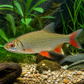 Pearl roach - Coldwater Fish for Sale UK — tropical fish for sale UK — AI natural aquarium view