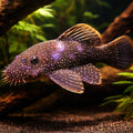 Pearl Sucker, Spotted Brist — tropical fish for sale UK — AI hero driftwood view