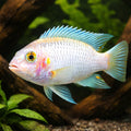 Pearl white — tropical fish for sale UK — AI hero driftwood view