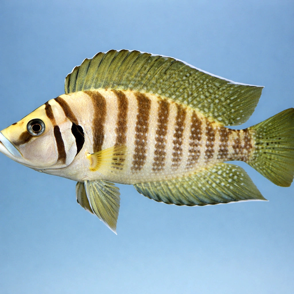 Pearly Compressiceps Gold — tropical fish for sale UK — AI side clean view