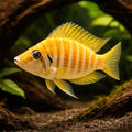 Pearly Compressiceps — tropical fish for sale UK — AI hero driftwood view