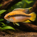 Pelvicachromis rolofi 3 - 4, — tropical fish for sale UK — AI hero driftwood view