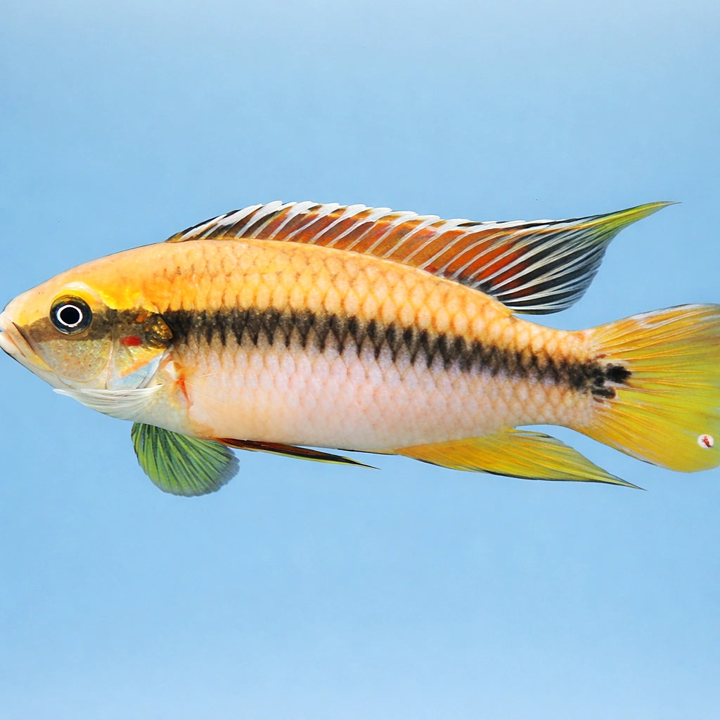 Pelvicachromis rolofi 3 - 4, — tropical fish for sale UK — AI side clean view
