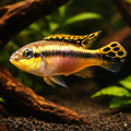 Pelvicachromis sp. yelow — tropical fish for sale UK — AI hero driftwood view