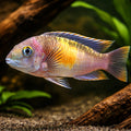 Pelvicachromis super red 4 - — tropical fish for sale UK — AI hero driftwood view