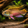 Pelvicachromis taen. kluegei 4 - — tropical fish for sale UK — AI hero driftwood view