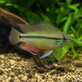 Pelvicachromis Taeniatus «Nigerian Red» - Striped Kribensis - African Cichlid, Thriving Tropical Fish with Vibrant Colors, Easy to Care for and Perfect Companions for Other Peaceful Species — for sale UK — AI natural aquarium view