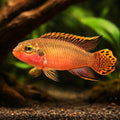 Niger. Red - Pelvicachromis taeniatus — AI hero driftwood view