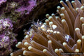Periclimenes brevicarpalis Anemone Shrimp with transparent body and white saddle patches - AI-generated reference image