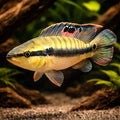 Peru Crenicichla — tropical fish for sale UK — AI hero driftwood view
