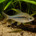 X Long Fin Rosy Barb — Barbs for sale UK — AI natural aquarium view