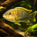 Petrochromis famula 4,5 - 5, — tropical fish for sale UK — AI hero driftwood view