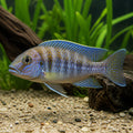 Petrochromis Sp. Kazumbe Cape Kabogo — Lake Tanganyika Cichlids for sale UK — AI natural aquarium view