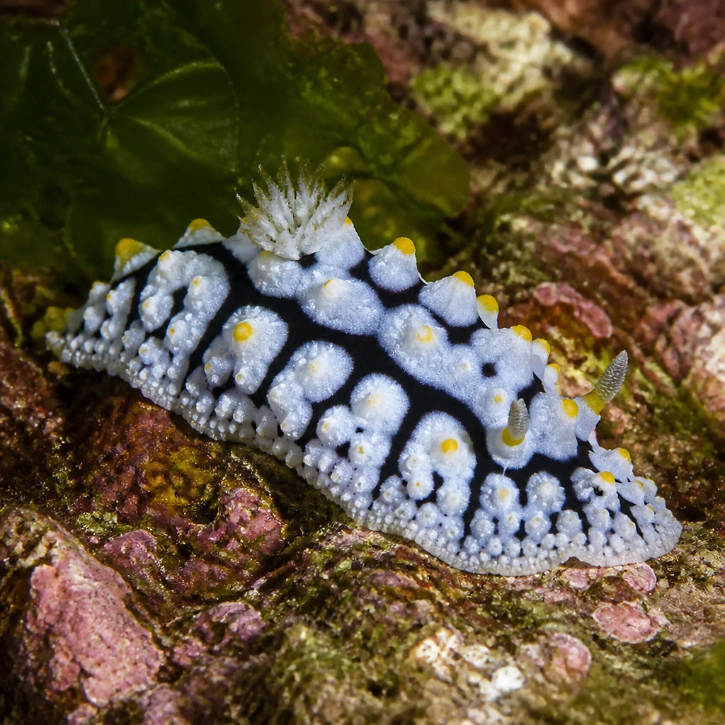 Phyllidia species - Marine Aquarium Livestock UK — tropical fish for sale UK — AI natural aquarium view