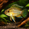 Piau Dwarf Cichlid — tropical fish for sale UK — AI hero driftwood view