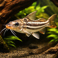 Pimelodus albofasciatus 10 - — tropical fish for sale UK — AI hero driftwood view