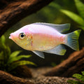 Pink Kissing Gourami — tropical fish for sale UK — AI hero driftwood view