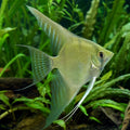 Pinoy Green Ghost Angelfish (Pterophyllum scalare) — AI natural aquarium view