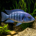Star Sapphire Hap (Placidochromis Phenochilus) - Iridescent Blue-Spotted Haplochromine from Lake Malawi — AI natural aquarium view