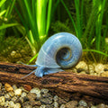 Seminole Ramshorn Snail — Snail for sale UK — AI natural aquarium view