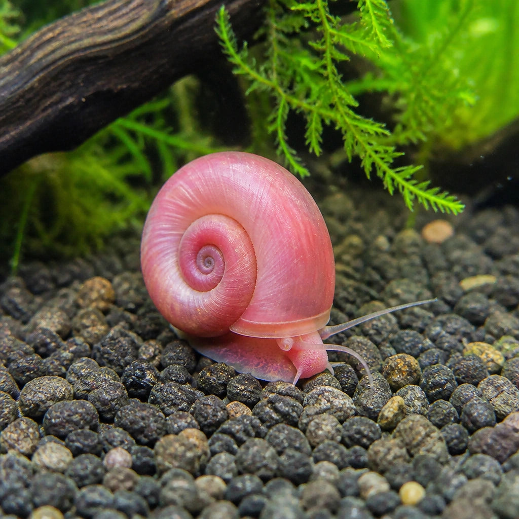 Pink Ramshorn Snail — Snail for sale UK — AI natural aquarium view
