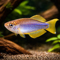 Plataplochilus — tropical fish for sale UK — AI hero driftwood view