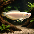 Platinum Arowana — Arowana for sale UK — AI hero driftwood view