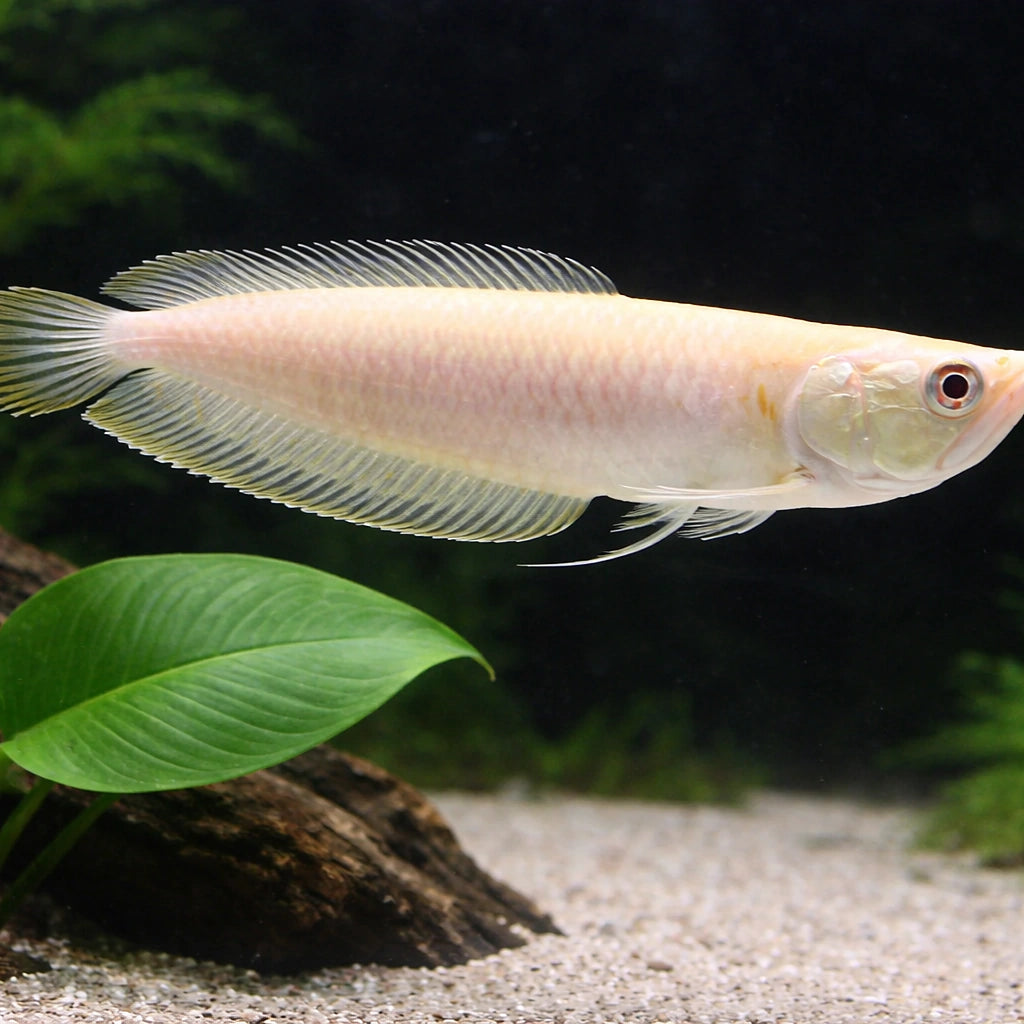 Platinum Arowana — Arowana for sale UK — AI scale plant view