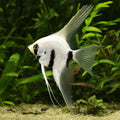 Platinum Panda Angelfish (Pterophyllum scalare) — AI natural aquarium view