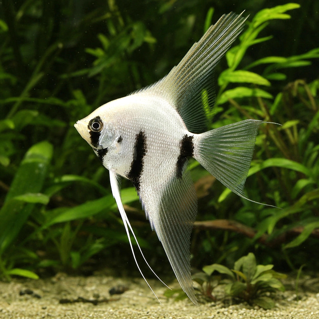 Platinum Panda Angelfish (Pterophyllum scalare) — AI natural aquarium view