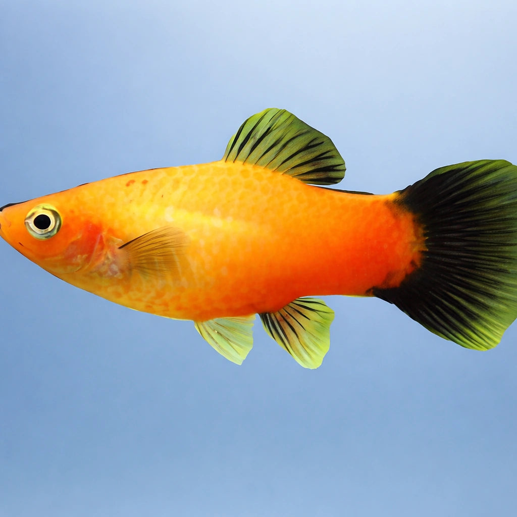 Xiphophorus maculatus apple tricolour - Platy apple — AI side clean view