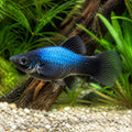 Platy Blue Neon Tuxedo — tropical fish for sale UK — AI natural aquarium view