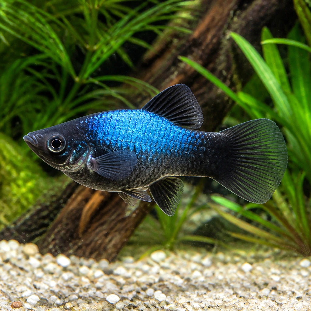 Platy Blue Neon Tuxedo — tropical fish for sale UK — AI natural aquarium view