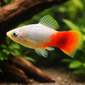 Platy Blue-Red - Xiphophorus maculatus — AI hero driftwood view