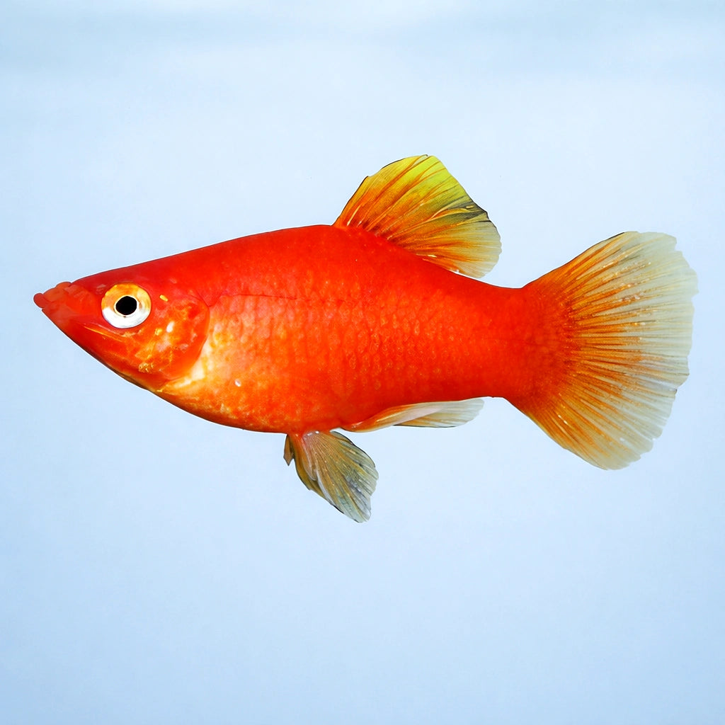 Platy Coral Red - Xiphophorus maculatus — AI side clean view